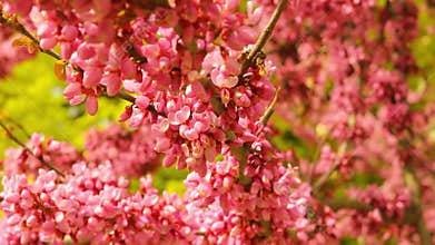 Blooming judas tree closeup video