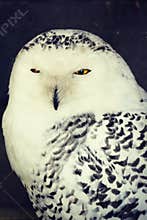 White Owl