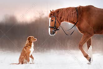 Dog and horse outdoors in winter