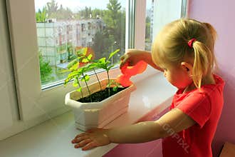 Little girl watering young plants