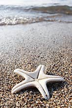 Starfish