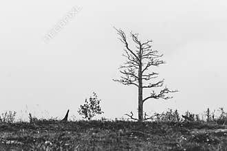 Lonely dead tree