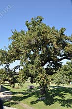 Environment green leafy oak  tree in nature greenplanet
