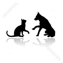 Dog and cat playing together