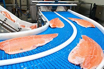 Fish factory salmon production