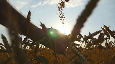 Man hands pouring ripe wheat golden grains at sunset. Wheat grain in a male hand over new harvest at field. Food