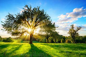 Sun shining through a tree in rural landscape