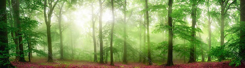 Foggy forest panorama with soft rays of light