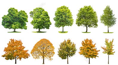 Trees isolated white background Oak maple linden birch