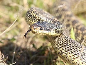 Aggressive snake attacks