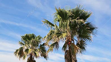 Palms blowing and partly cloudy blue sky loop