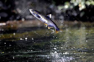 Coho Salmon jumping out of the Pacific Ocean