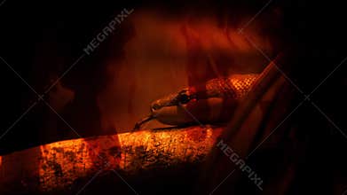 Snake Moving Along Branch Fire Abstract