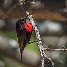 Scarlet-chested Sunbird in Kruger National park, South Africa