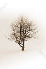Winter tree