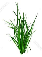 Blade of grass isolated on white