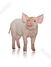 Small pig