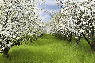 Spring orchard