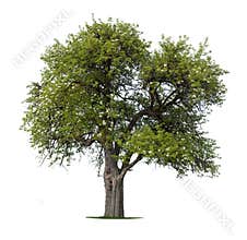 Isolated apple tree