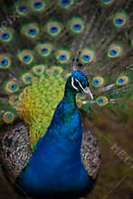 Peacock face and plumage