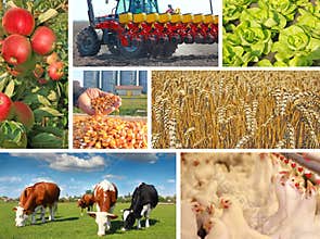 Agriculture - collage