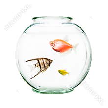 Pet Fish In Round Bowl