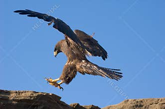 Galapagos Hawk