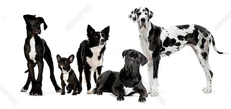 Group of dogs