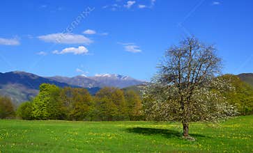 Single tree in a field
