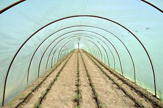Greenhouse and garden beds of tomato