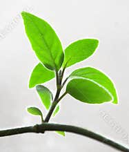 Leaves.
