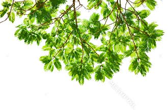 Branches of Colville's Glory, big tree