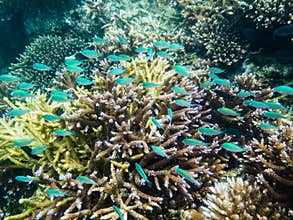 School of Green Chromis over Acropora coral head