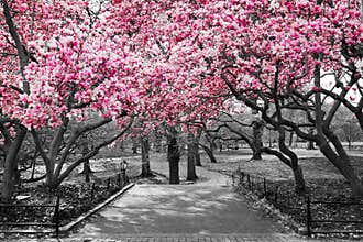 New York City - Pink Blossoms in Black and White