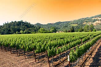 Sunrise at a vineyard in Napa, California