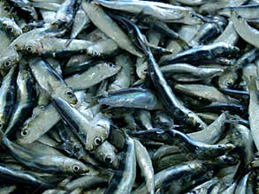 Fish market