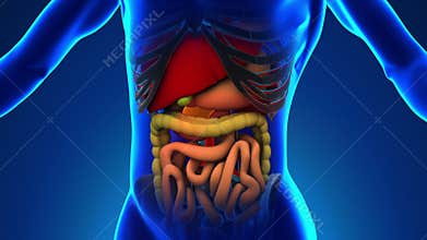 Anatomy of Human Pancreas - Medical X-Ray Scan