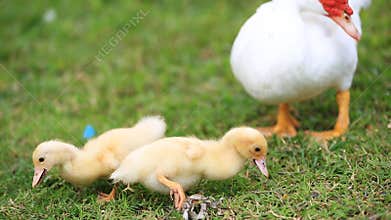 Duck family walking on farm