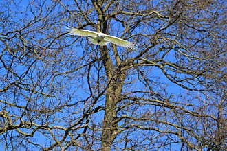 White cockatoo