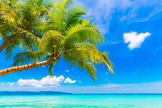 Dream scene. Beautiful palm tree over white sand beach. Summer n