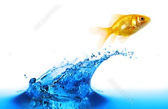 Goldfish jumping