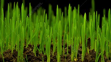 Growth of Fresh New Green Grass
