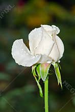 White Rose with tiny green insects