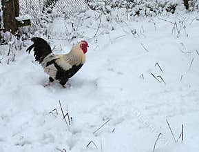 Rooster