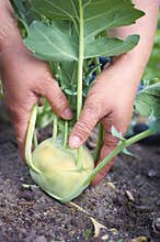 Farmers hand harvesting bio vegetables