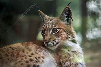 Eurasian lynx
