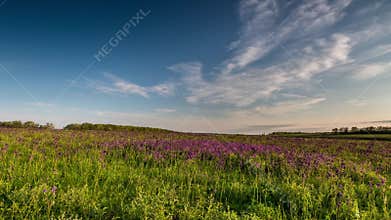 Time Lapse. Rostov region, Chulek Don steppe in purple