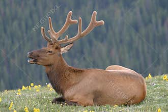 Elk Velvet1