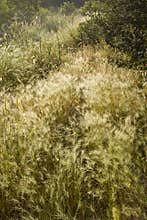Grass in the meadow in the sun shine