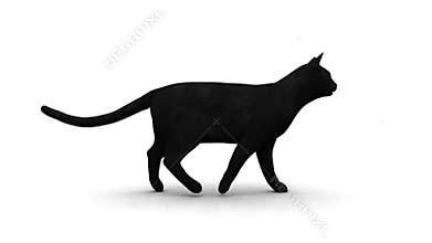 Black cat
